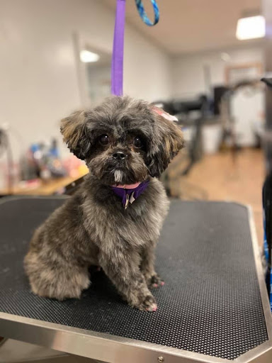 Gentle Paws Grooming Salon