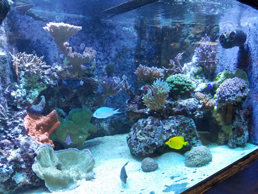 Tropical Fish Store «River City Aquatics», reviews and photos, 12108 Roxie Dr, Austin, TX 78729, USA