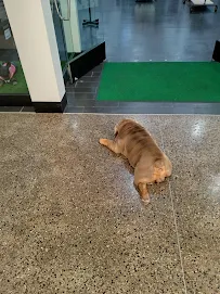 Pawfect vybz - Car repair in El Cajon, CA, Chula Vista - Rated 3.7/5