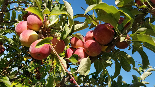 Produce Market «Race Farm», reviews and photos, 87 Belcher Rd, Blairstown, NJ 07825, USA