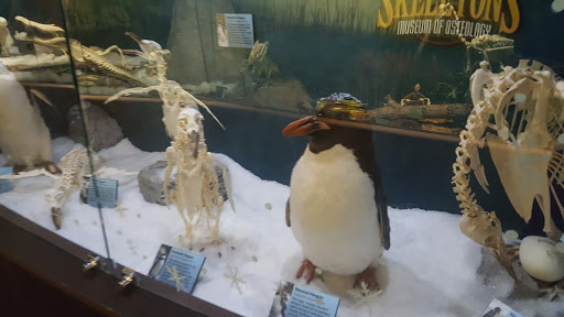 Museum «SKELETONS: Museum Of Osteology», reviews and photos, 8441 International Dr Suite 250, Orlando, FL 32819, USA