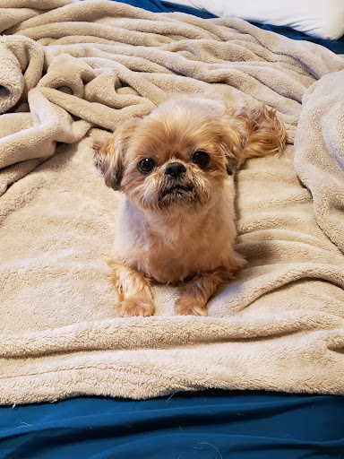 Paws & Claws Animal Clinic image