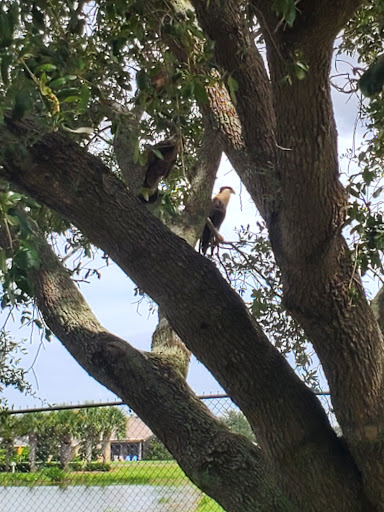 Stadium «Space Coast Stadium», reviews and photos, 5800 Stadium Pkwy, Melbourne, FL 32940, USA