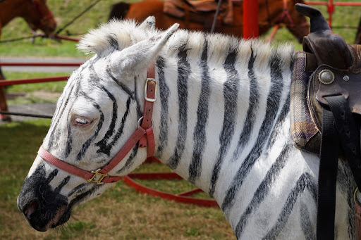 Fairground «Kitsap County Fairgrounds», reviews and photos, 1200 Fairgrounds Rd NW, Bremerton, WA 98311, USA