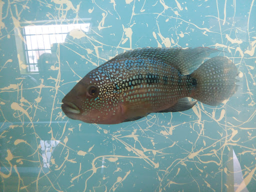 Pet Store «Fish & Pets Ranch», reviews and photos, 10100 Kleckley Dr, Houston, TX 77075, USA