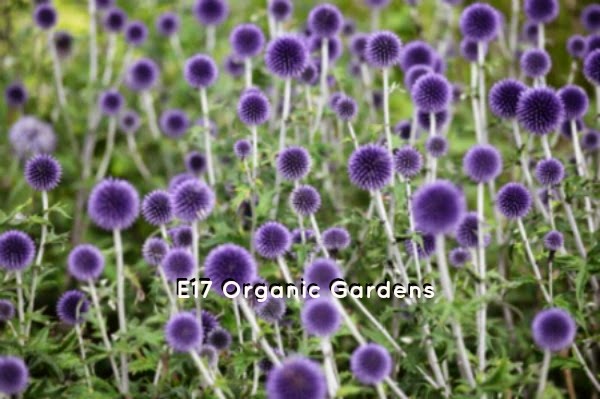 E17 Organic Gardening - London