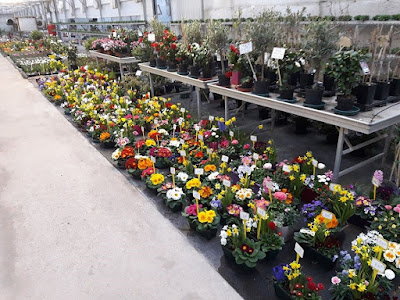 EARL Les Serres du Faing Horticulture à Sainte-Marguerite