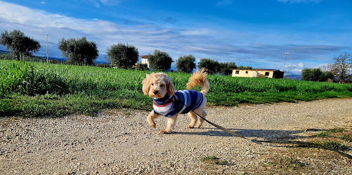 Pensioni per cani e dog hotel a DS WORKING DOG Bau-Hotel