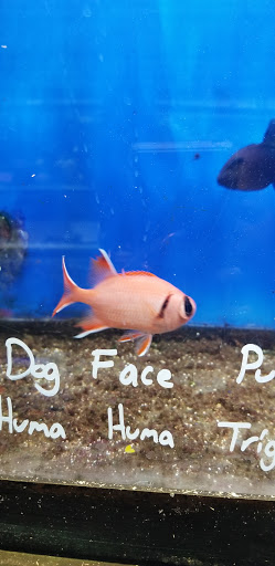 Pet Supply Store «Whiteway Pet Shop», reviews and photos, 950 Elizabeth Ave, Elizabeth, NJ 07201, USA