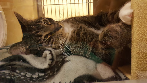 Pet Supply Store «PetSmart», reviews and photos, 734 E Big Beaver Rd, Troy, MI 48083, USA