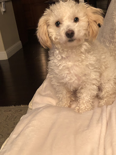 Pet Supply Store «PetSmart», reviews and photos, 10363 Fairway Dr, Roseville, CA 95678, USA