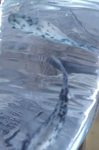 Pet Supply Store «PetSmart», reviews and photos, 2929 James Sanders Blvd f, Paducah, KY 42001, USA