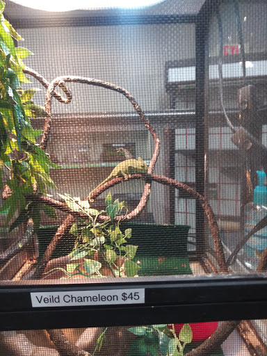 Pet Store «Fins and Skins», reviews and photos, 8451 49th St N, Pinellas Park, FL 33781, USA