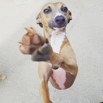 Playful Pups - Photo 8 - Car repair in Columbus, GA, Columbus