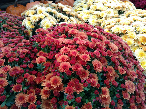 Pet Supply Store «Country Acres Farm & Pet Center», reviews and photos, 730 Saratoga Rd, Burnt Hills, NY 12027, USA