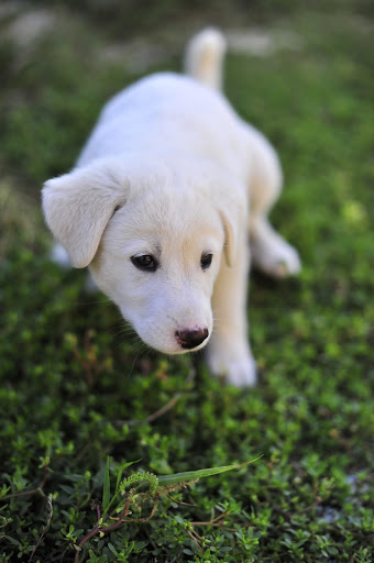 Clínica Veterinaria 1001 en Banyoles