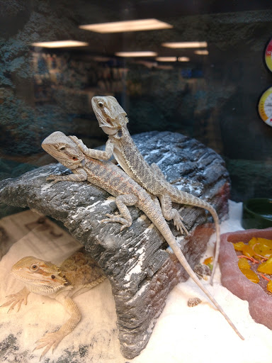 Pet Supply Store «Petco Animal Supplies», reviews and photos, 444 N Santa Cruz Ave, Los Gatos, CA 95030, USA