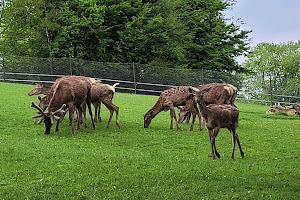 Wildpark Peter und Paul