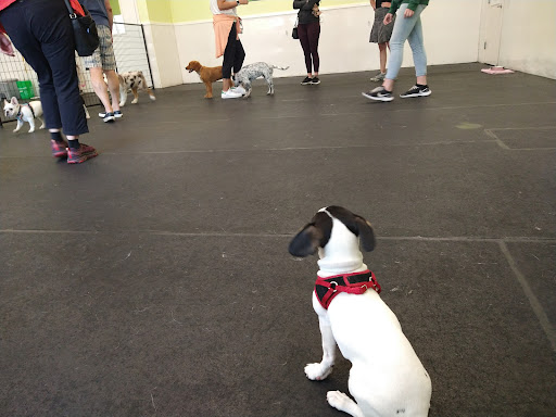 Fit N Furry Pet Resort & Training Center image