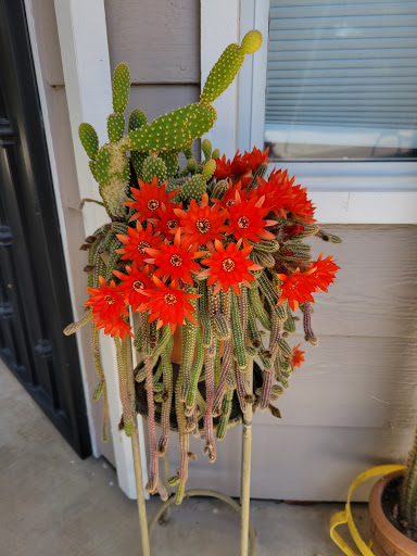 Supermarket «FoodMaxx Visalia», reviews and photos, 1550 N Ben Maddox Way, Visalia, CA 93292, USA