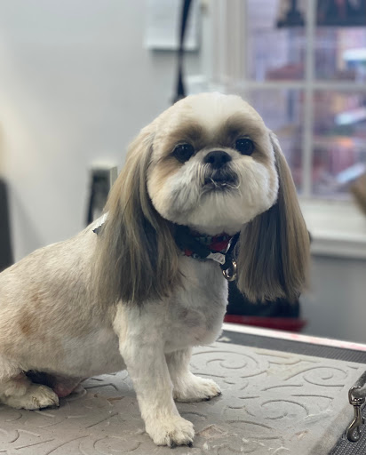 Pet Store «Canine Carousel», reviews and photos, 43135 Broadlands Center Plaza #129, Ashburn, VA 20148, USA