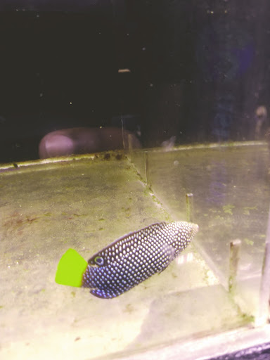 Tropical Fish Store «Pass Road Pet Center (Just Fish)», reviews and photos, 1939 Pass Rd, Biloxi, MS 39531, USA