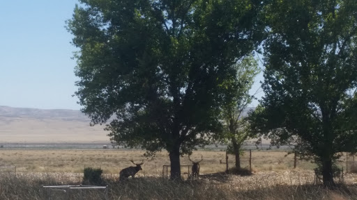 Nature Preserve «Tule Elk Reserve State Natural Reserve», reviews and photos, 8653 Station Rd, Buttonwillow, CA 93206, USA