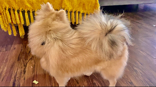 Pet Grooming image