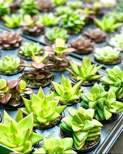 Florist «The Sunflower Florist Inc.», reviews and photos, 1908 Colley Ave, Norfolk, VA 23517, USA