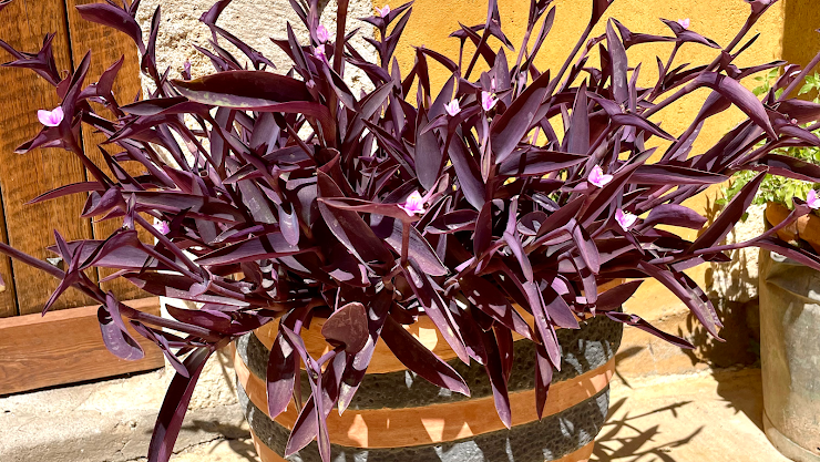 Photo Apartamento turístico Les Cases de Cal Pastor 17832 Vilert