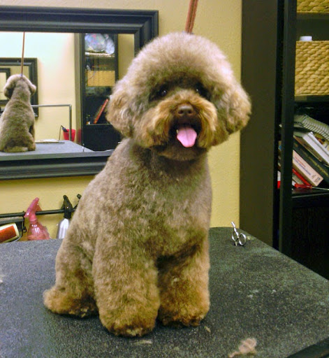 The Doghouse Pet Salon HB