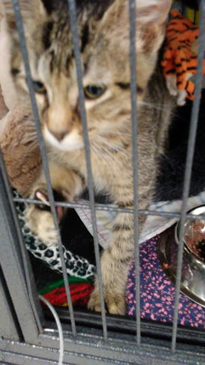 Pet Supply Store «Pet Supplies Plus», reviews and photos, 5708 State St, Saginaw, MI 48603, USA