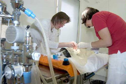 Veterinarian Dr. Elke Tomaschek unter Karlstein am Main, Bayern