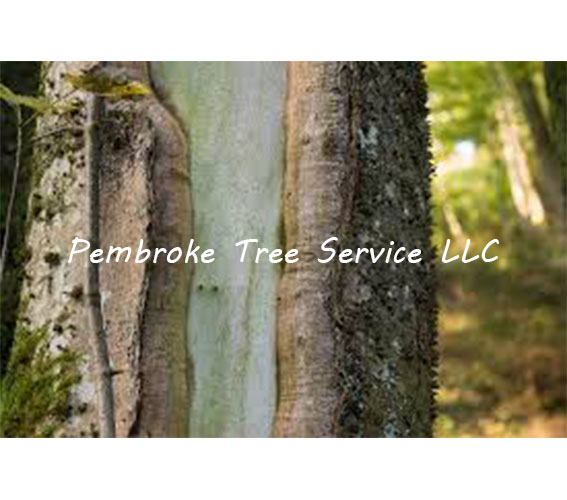 Tree Service - Tree Trimming - Removal - Plantation, FL