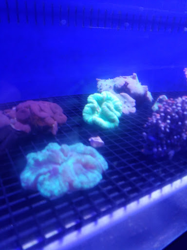 Aquarium «Dream Aquarium 1», reviews and photos, 6900 W 32nd Ave #9, Hialeah, FL 33018, USA