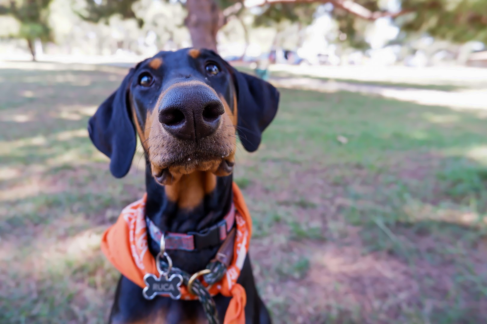 Canine High School - k9HS