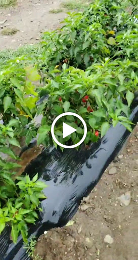 Orchard «Barton Orchards - Noxon Road Store Open Year Round - The Farm is CLOSED for the Season.», reviews and photos, 63 Apple Tree Ln, Poughquag, NY 12570, USA