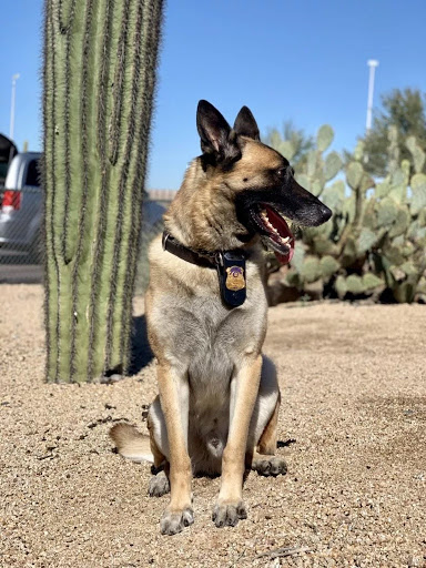 Paws of Honor