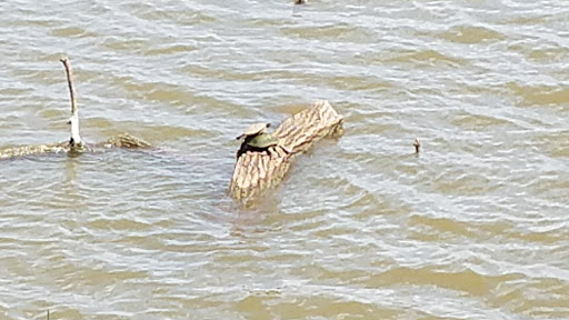 Wildlife Refuge «Red River National Wildlife Refuge», reviews and photos, 150 Eagle Bend Point, Bossier City, LA 71112, USA