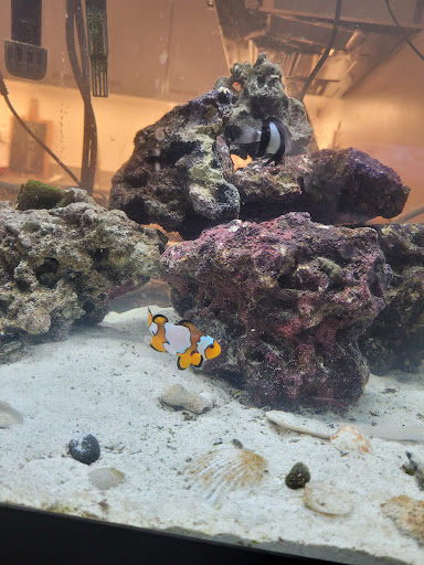 Pet Supply Store «Petco Animal Supplies», reviews and photos, 304 Western Ave, Brighton, MA 02135, USA