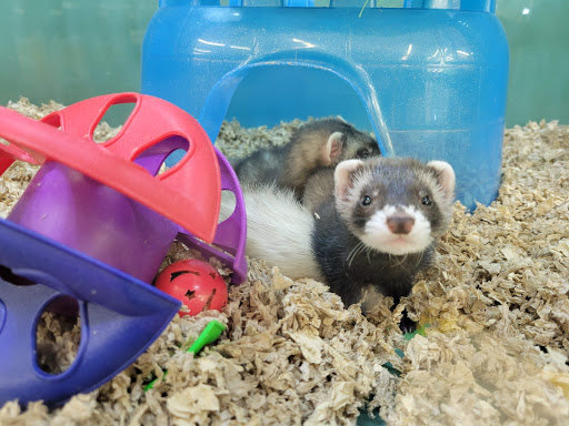 Pet Supply Store «Pet Supplies Plus», reviews and photos, 859 N Telegraph Rd, Monroe, MI 48162, USA