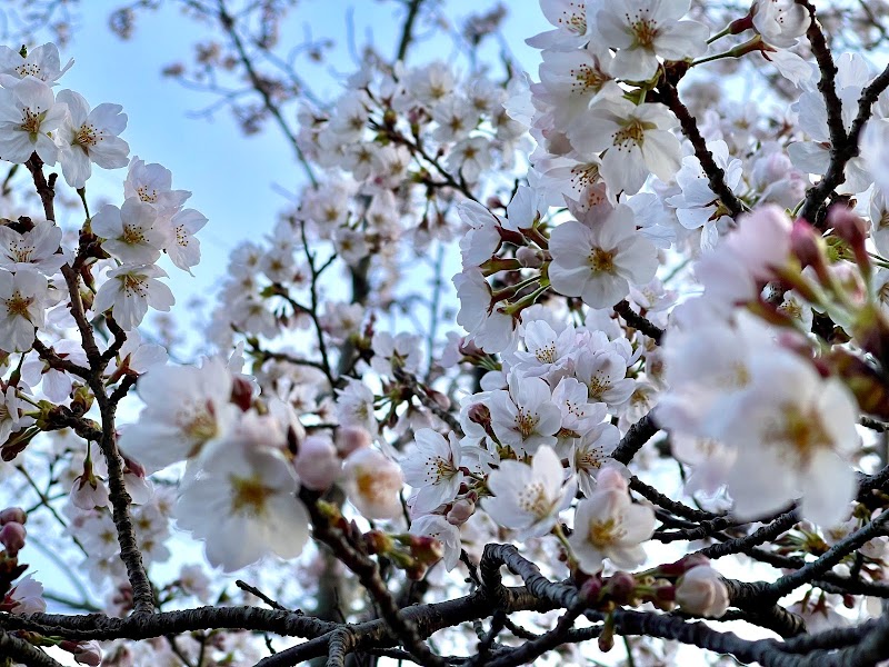 永楽桜