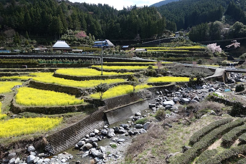 江田の菜の花