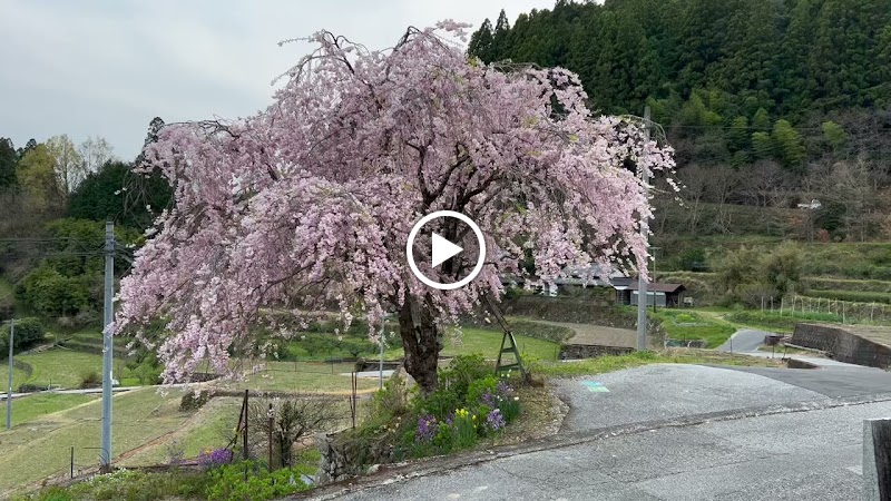 猪野曽のしだれ桜