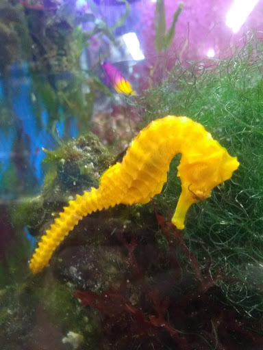 Pet Supply Store «Coastline Pet Supply», reviews and photos, 3530 Northgate Dr, Myrtle Beach, SC 29588, USA