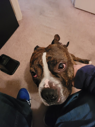 Pet Supply Store «Fetch Pet Supplies & Gifts», reviews and photos, 1332 E Republic Rd, Springfield, MO 65804, USA