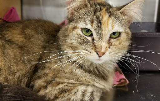 Pet Supply Store «PetSmart», reviews and photos, 8660 Airline Hwy, Baton Rouge, LA 70815, USA