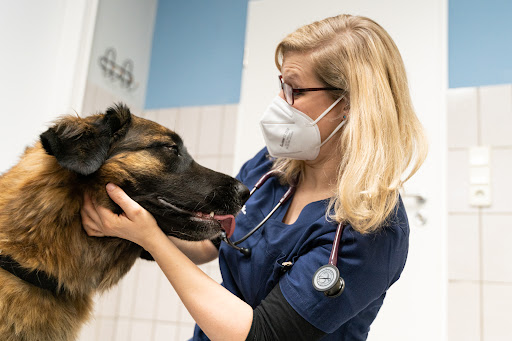 Dr.med.vet. Vera Franken unter Geilenkirchen, 