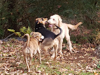 Waterdance Dog- Harrison - Photo 8 - Car repair in Harrison, TN, Chattanooga