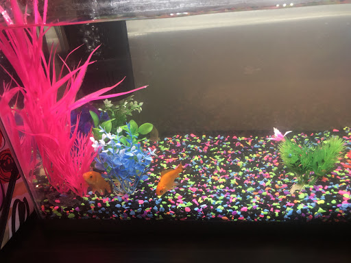 Pet Supply Store «Petco Animal Supplies», reviews and photos, 3637 2700 W, West Valley City, UT 84119, USA